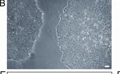 Fig.1.B showing Immunocytochemistry-immunofluorescence in a Mus musculus (House mouse) sample from the publication: The ROCK inhibitor Y-27632 improves recovery of human embryonic stem cells after fluorescence-activated cell sorting with multiple cell surface markers.