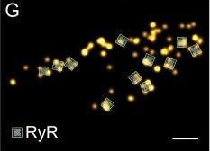 Fig.5.G showing Immunocytochemistry-immunofluorescence in a Mus musculus (House mouse) sample from the publication: MINFLUX microscopy resolves subunits of the cardiac ryanodine receptor and its 3D orientation in cells.
