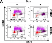 Fig.7.A showing Flow cytometry/Cell sorting in a Homo sapiens (Human) sample from the publication: Parvovirus B19 NS1 protein induces cell cycle arrest at G2-phase by activating the ATR-CDC25C-CDK1 pathway.