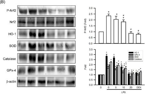 Fig.7.B showing Western Blotting in a Mus musculus (House mouse) sample from the publication: Visnagin Protects Against Lipopolysaccharide-Induced Acute Kidney Injury by Inhibiting Oxidative Stress and Reducing Ferroptosis.
