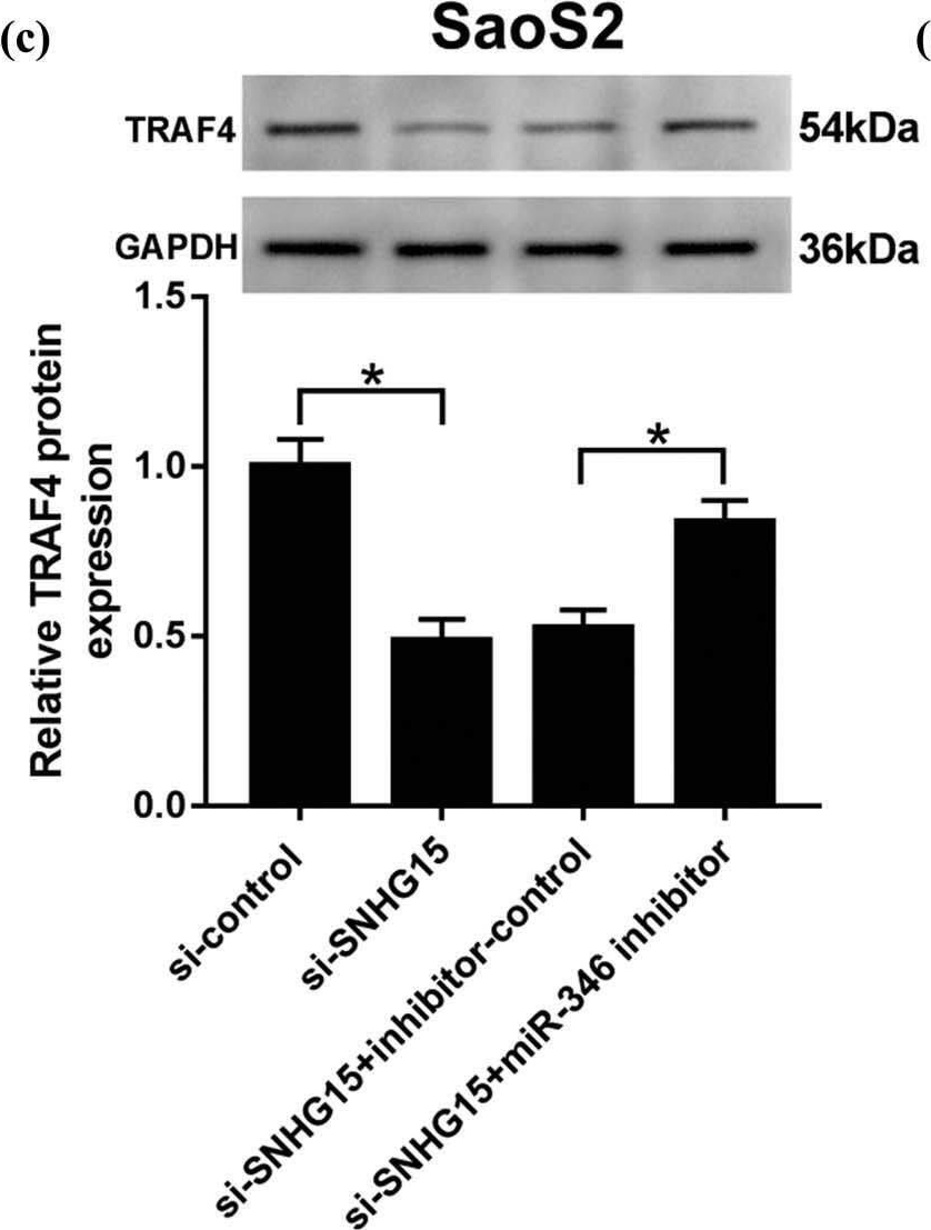 Fig.7.C showing Western Blotting from the publication: LncRNA SNHG15 regulates osteosarcoma progression in vitro and in vivo via sponging miR-346 and regulating TRAF4 expression.