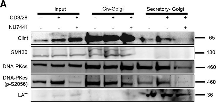 Fig.5.A showing Western Blotting from the publication: DNA-PKcs controls the cytotoxic T cell response to cancer and transplant allograft through regulating LAT-dependent signaling.