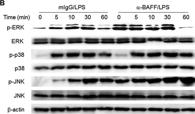 Fig.3.B showing Western Blotting from the publication: Crosstalk between signals initiated from TLR4 and cell surface BAFF results in synergistic induction of proinflammatory mediators in THP-1 cells.