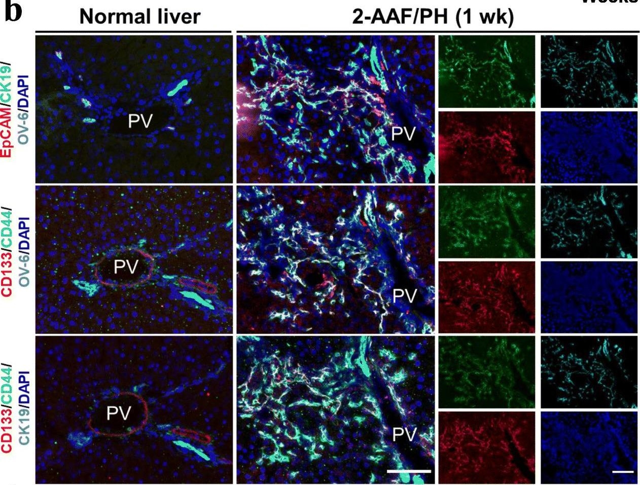 Hepatic stellate cells contribute to liver regeneration through galectins in hepatic stem cell niche.