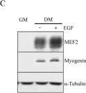 Fig.6.C showing Western Blotting from the publication: Epidermal growth factor receptor down-regulation triggers human myoblast differentiation.
