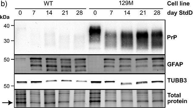 Fig.3.B showing Western Blotting from the publication: Differentiated cultures of an immortalized human neural progenitor cell line do not replicate prions despite PrPC overexpression.