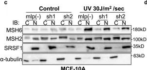 Fig.4.C showing Western Blotting from the publication: S6K1 phosphorylates Cdk1 and MSH6 to regulate DNA repair.