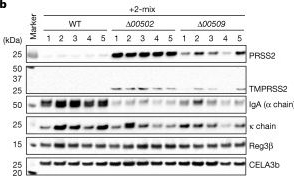 Fig.4.B showing Western Blotting in a Mus musculus (House mouse) sample from the publication: Identification of trypsin-degrading commensals in the large intestine.