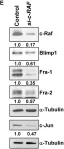 Fig.3.E showing Western Blotting in a Homo sapiens (Human) sample from the publication: Blimp1 activation by AP-1 in human lung cancer cells promotes a migratory phenotype and is inhibited by the lysyl oxidase propeptide.