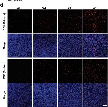 Fig.6.D showing Immunocytochemistry-immunofluorescence in a Mus musculus (House mouse) sample from the publication: A Spatially Distributed Microneedle System for Bioorthogonal T Cell-Guided Cancer Therapy.
