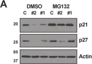 Fig.7.A showing Western Blotting from the publication: Polycomb protein SCML2 regulates the cell cycle by binding and modulating CDK/CYCLIN/p21 complexes.