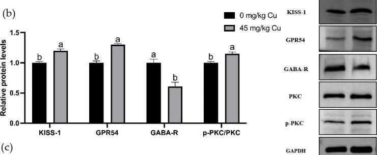 Fig.5.B showing Western Blotting from the publication: Dietary Copper on the Onset of Puberty in Rats: Possible Mechanism.