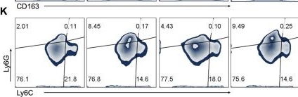 Fig.5.K showing Flow cytometry/Cell sorting in a Mus musculus (House mouse) sample from the publication: Cationic nanoparticles with disrupting neutrophil extracellular traps inhibit the progression of head and neck squamous cell carcinoma.