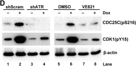 Fig.7.D showing Western Blotting in a Homo sapiens (Human) sample from the publication: Parvovirus B19 NS1 protein induces cell cycle arrest at G2-phase by activating the ATR-CDC25C-CDK1 pathway.
