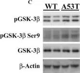 Fig.1.C showing Western Blotting in a Mus musculus (House mouse) sample from the publication: Tauopathic changes in the striatum of A53T α-synuclein mutant mouse model of Parkinson's disease.