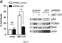 Fig.1.D showing Western Blotting in a Homo sapiens (Human) sample from the publication: Constitutive p53 heightens mitochondrial apoptotic priming and favors cell death induction by BH3 mimetic inhibitors of BCL-xL.