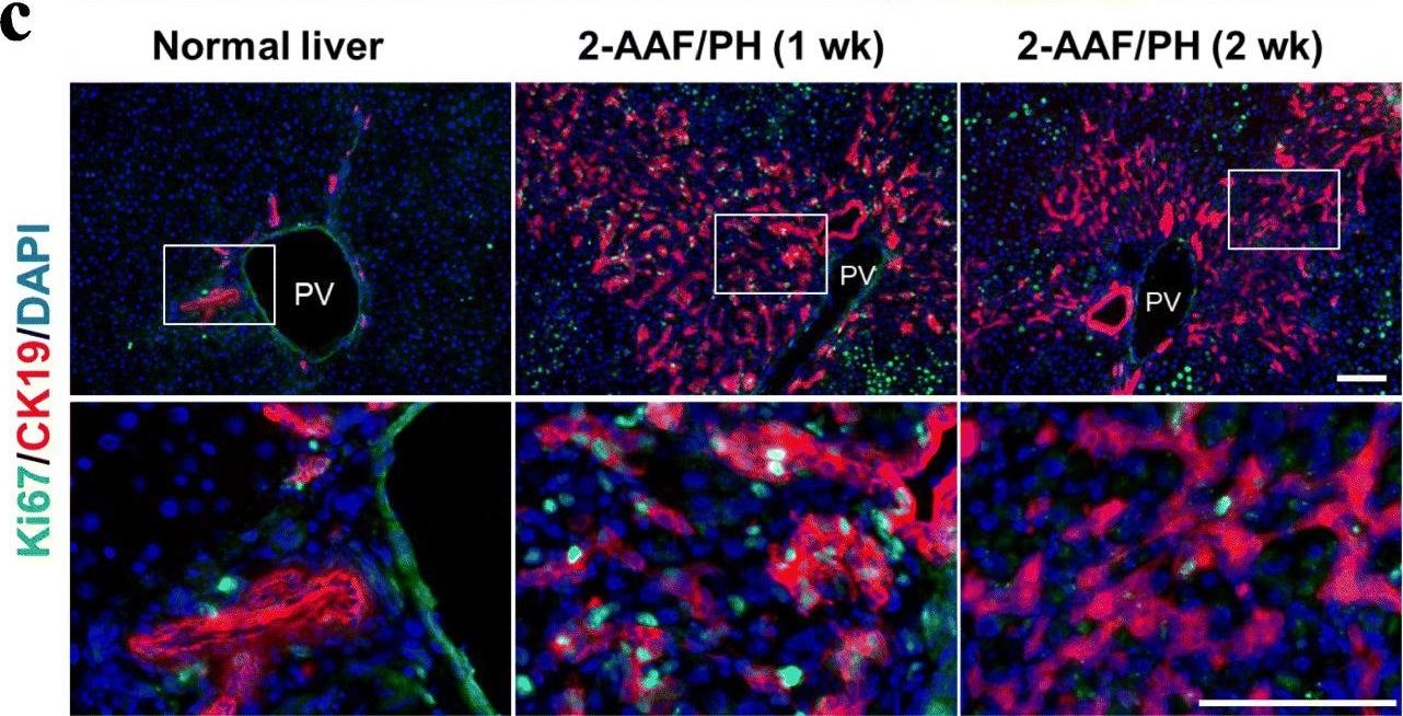 Hepatic stellate cells contribute to liver regeneration through galectins in hepatic stem cell niche.