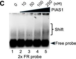 Fig.6.C showing Western Blotting from the publication: EBNA1 SUMOylation by PIAS1 suppresses EBV lytic replication and enhances episome maintenance.
