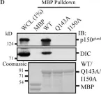 Fig.1.D showing Western Blotting in a Homo sapiens (Human) sample from the publication: The dynein adaptor Hook2 plays essential roles in mitotic progression and cytokinesis.