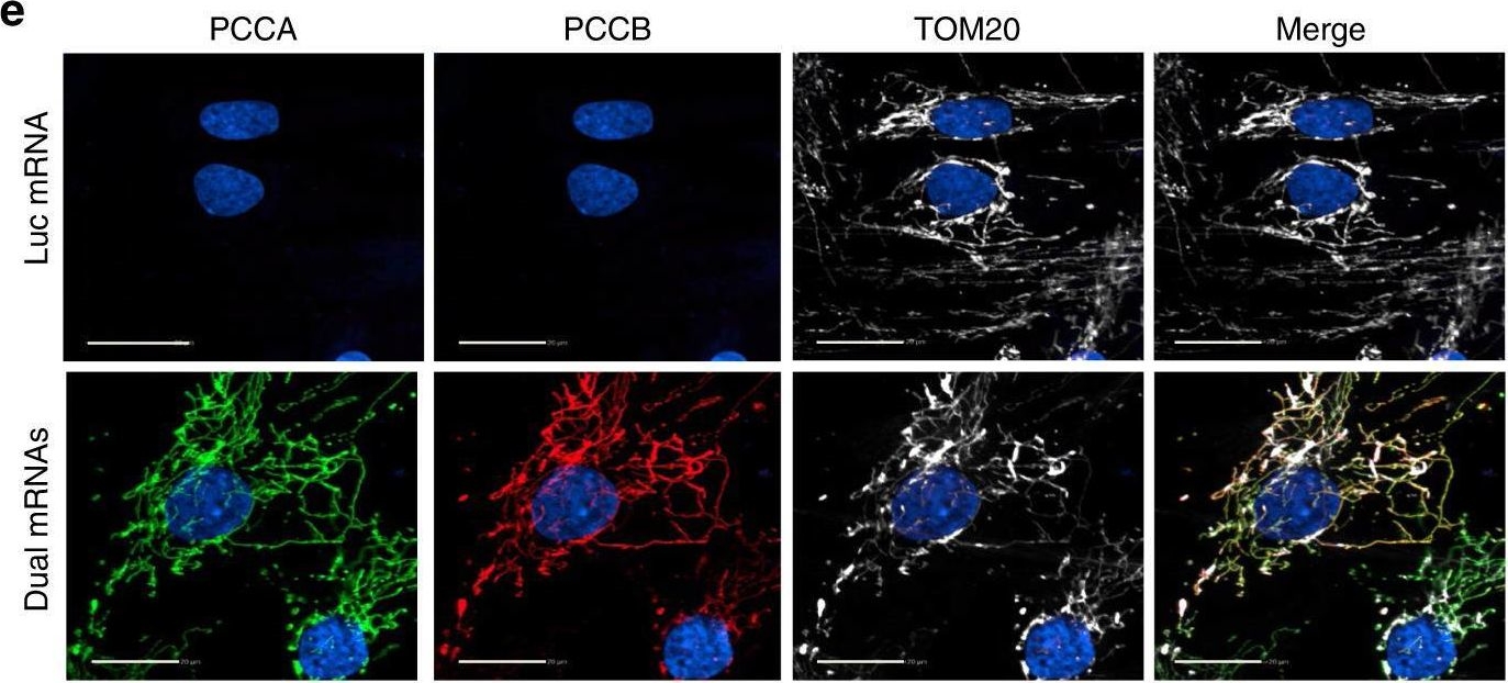 Pccb2 Interspace PCCB antibodies - Antibody search engine - CiteAb