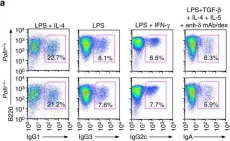 Fig.3.A showing Flow cytometry/Cell sorting in a Mus musculus (House mouse) sample from the publication: Rad52 competes with Ku70/Ku86 for binding to S-region DSB ends to modulate antibody class-switch DNA recombination.