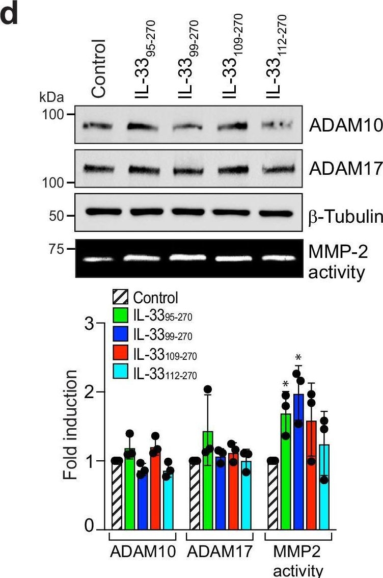 Fig.6.D showing Western Blotting from the publication: A neutrophil elastase-generated mature form of IL-33 is a potent regulator of endothelial cell activation and proliferative retinopathy.