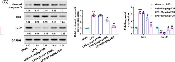 Fig.3.C showing Western Blotting in a Mus musculus (House mouse) sample from the publication: Fortunellin ameliorates LPS-induced acute lung injury, inflammation, and collagen deposition by restraining the TLR4/NF-κB/NLRP3 pathway.