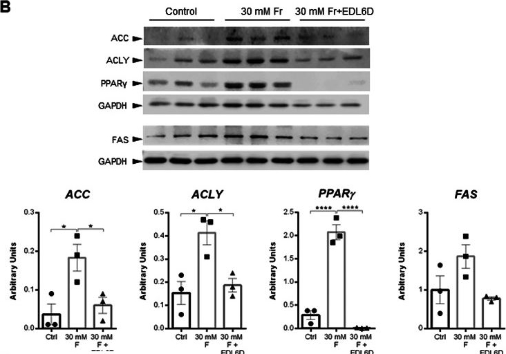 Fig.1.B showing Western Blotting in a Homo sapiens (Human) sample from the publication: EDL6D, a bioactive peptide phenocopying SHBG-associated metabolic effects: a new preclinical lead compound for treating the metabolic dysfunction-associated fatty liver disease.