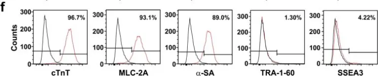 Fig.1.F showing Flow cytometry/Cell sorting in a Homo sapiens (Human) sample from the publication: Functional expression and pharmaceutical efficacy of cardiac-specific ion channels in human embryonic stem cell-derived cardiomyocytes.