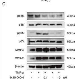 Fig.2.C showing Western Blotting from the publication: An intelligent tribological hydrogel delivering 9,10-DiOH activates cuproptosis for comprehensive rheumatoid arthritis intervention.