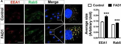 Fig.2.A showing Immunocytochemistry-immunofluorescence in a Homo sapiens (Human) sample from the publication: Mitophagy Failure in Fibroblasts and iPSC-Derived Neurons of Alzheimer's Disease-Associated Presenilin 1 Mutation.