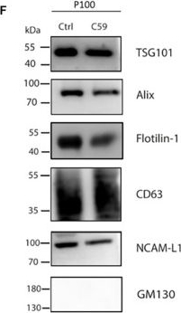 Fig.4.F showing Western Blotting from the publication: Selective Surface and Intraluminal Localization of Wnt Ligands on Small Extracellular Vesicles Released by HT-22 Hippocampal Neurons.