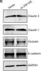 Fig.6.C showing Western Blotting from the publication: Long noncoding RNA uc.230/CUG-binding protein 1 axis sustains intestinal epithelial homeostasis and response to tissue injury.