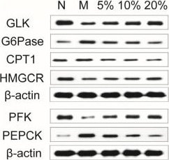 Fig.9.A showing Western Blotting in a Mus musculus (House mouse) sample from the publication: Metabolic effects of mulberry branch bark powder on diabetic mice based on GC-MS metabolomics approach.