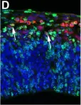 Fig.3.D showing Immunohistochemistry-immunofluorescence in a Mus musculus (House mouse) sample from the publication: A transient role of the ciliary gene Inpp5e in controlling direct versus indirect neurogenesis in cortical development.
