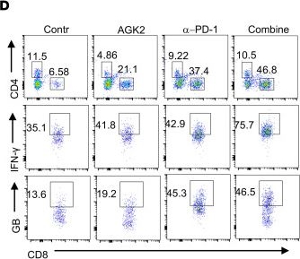 Fig.8.D showing Flow cytometry/Cell sorting in a Mus musculus (House mouse) sample from the publication: SIRT2-mediated deacetylation activates USP22 catalytic function for PD-L1 protein stabilization and tumor immune escape.