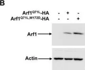 Fig.9.B showing Western Blotting in a Homo sapiens (Human) sample from the publication: In vivo monitoring of the recruitment and activation of AP-1 by Arf1.