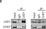 Fig.1.E showing Western Blotting from the publication: Cooperative role of LSD1 and CHD7 in regulating differentiation of mouse embryonic stem cells.