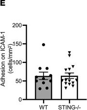 Fig.2.E from the publication: Endothelial STING controls T cell transmigration in an IFNI-dependent manner.