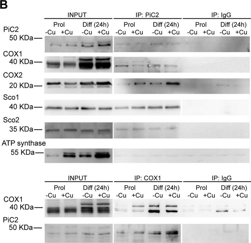 Fig.4.B showing Western Blotting in a Mus musculus (House mouse) sample from the publication: The mitochondrial Cu+ transporter PiC2 (SLC25A3) is a target of MTF1 and contributes to the development of skeletal muscle in vitro.