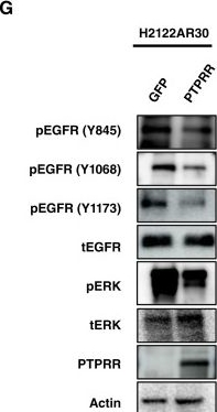 Fig.2.G showing Western Blotting in a Homo sapiens (Human) sample from the publication: Constitutive EGFR Activation Induced by PTPRR Downregulation Confers Resistance to KRAS Inhibitors.