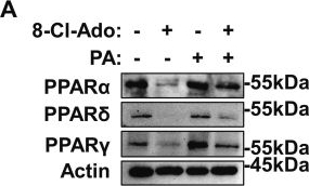 Fig.7.A showing Western Blotting in a Homo sapiens (Human) sample from the publication: 8-Chloroadenosine suppresses hepatocellular carcinoma progression via ADAR1/PPARγ axis-mediated lipid metabolism.