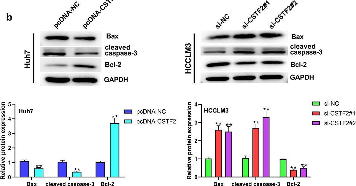 Fig.3.B showing Western Blotting from the publication: Cleavage stimulation factor 2 promotes malignant progression of liver hepatocellular carcinoma by activating phosphatidylinositol 3'-kinase/protein kinase B/mammalian target of rapamycin pathway.