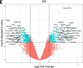 Fig.3.E showing Flow cytometry/Cell sorting from the publication: Transcriptome, glycome, and mucinome analysis reveal zinc is essential for the composition of mucus in the human goblet cell model HT-29-MTX.