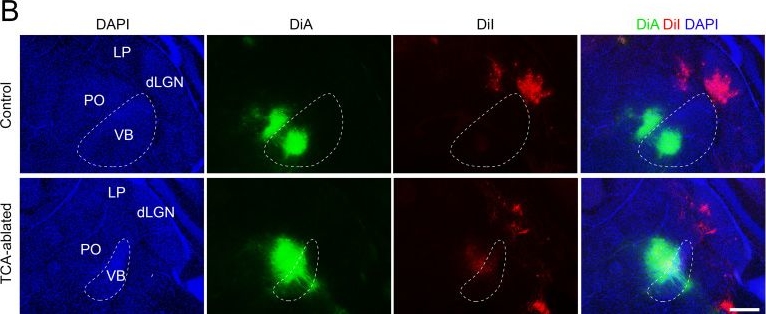 Fig.1.B from the publication: Thalamocortical axons control the cytoarchitecture of neocortical layers by area-specific supply of VGF.