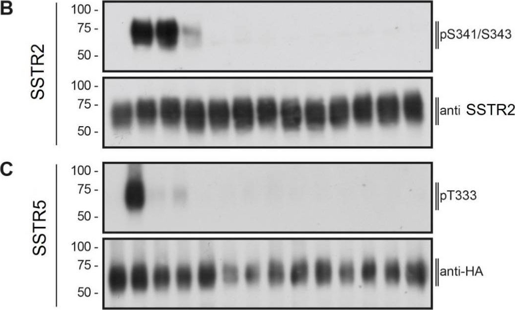 Fig.4.B showing Western Blotting in a Homo sapiens (Human) sample from the publication: Identification of a Novel SSTR3 Full Agonist for the Treatment of Nonfunctioning Pituitary Adenomas.