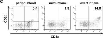 Fig.9.C showing Flow cytometry/Cell sorting in a Homo sapiens (Human) sample from the publication: Human Peripheral CD4(+) Vδ1(+) γδT Cells Can Develop into αβT Cells.