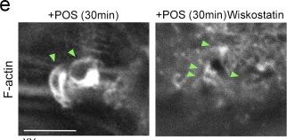 Fig.5.E from the publication: Spatiotemporal control of actomyosin contractility by MRCKβ signaling drives phagocytosis.
