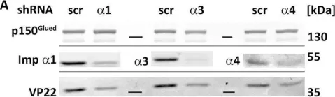 Fig.6.A showing Western Blotting from the publication: Importin α1 is required for nuclear import of herpes simplex virus proteins and capsid assembly in fibroblasts and neurons.