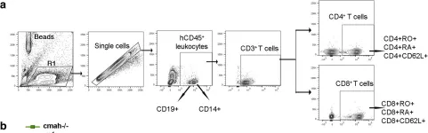 Fig.7.A showing Flow cytometry/Cell sorting in a Mus musculus (House mouse) sample from the publication: Human-like NSG mouse glycoproteins sialylation pattern changes the phenotype of human lymphocytes and sensitivity to HIV-1 infection.